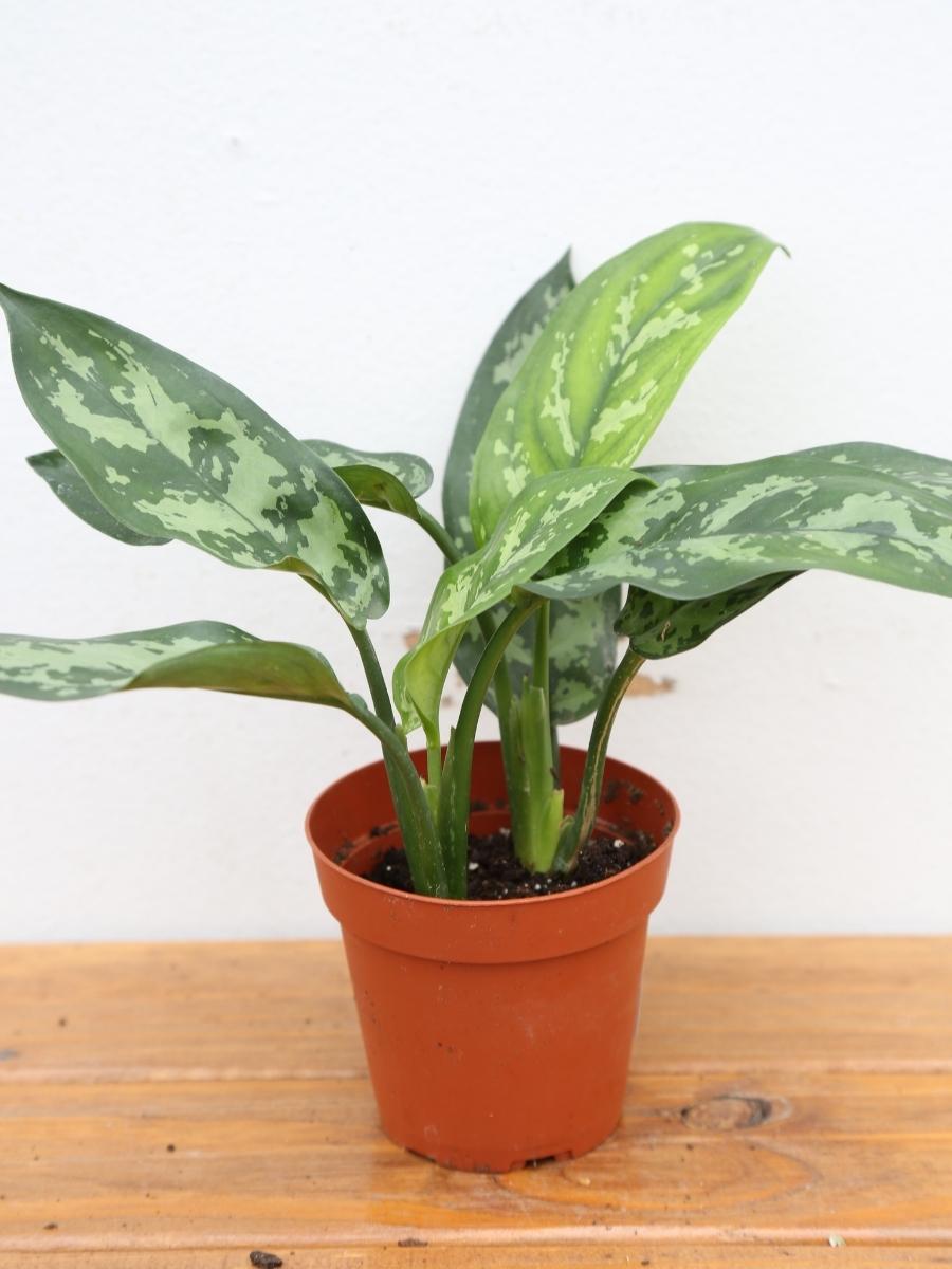 Aglaonema 'Maria' 4"